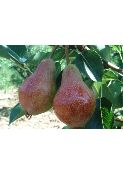 Etruşka Armut Fidanı modelleri