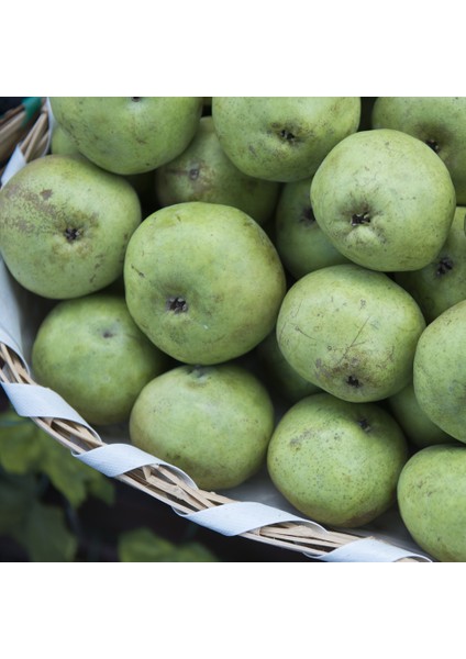 Ankara Armut Fidanı