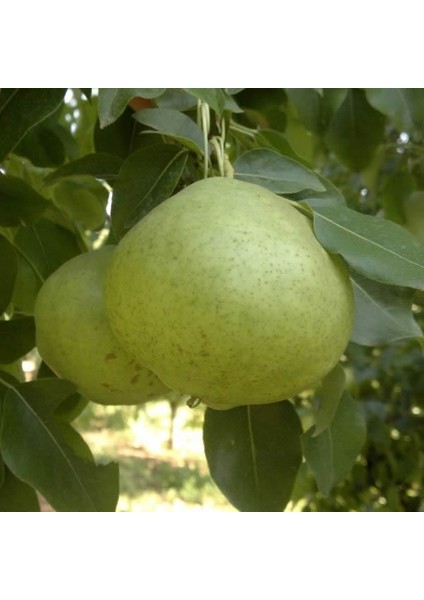 Ankara Armut Fidanı fiyatları