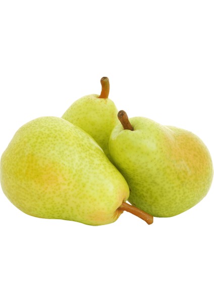 Ankara Armut Fidanı modelleri