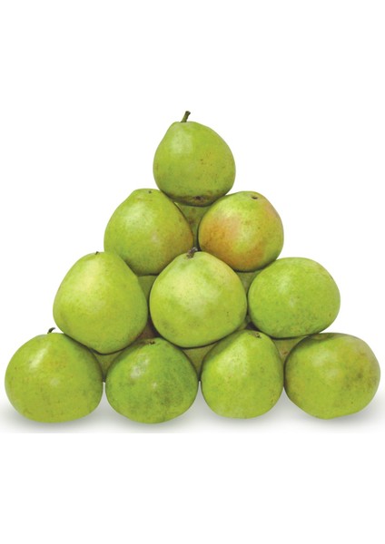 Ankara Armut Fidanı fırsatları