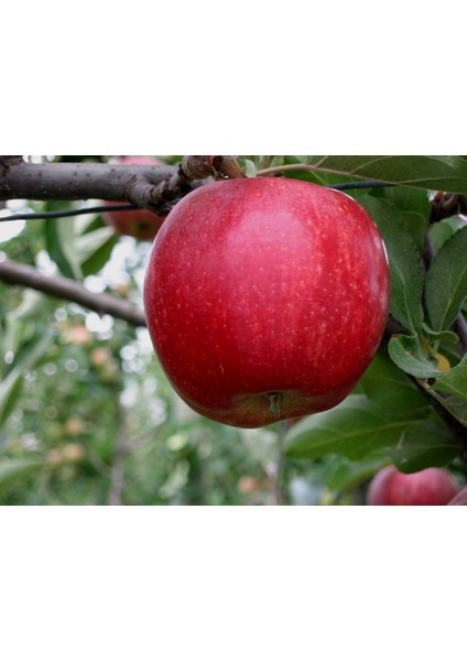 Bursatarım Galaxy Gala Elma Fidanı