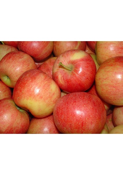 Bursatarım Galaxy Gala Elma Fidanı fiyatları