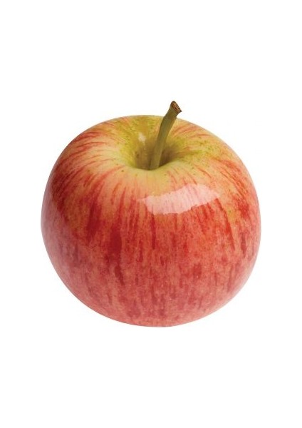 Bursatarım Galaxy Gala Elma Fidanı modelleri