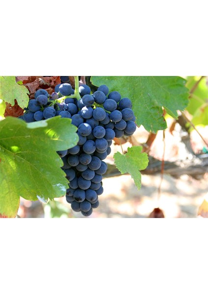 Şiraz ( Shiraz Syrah ) Üzüm Fidanı