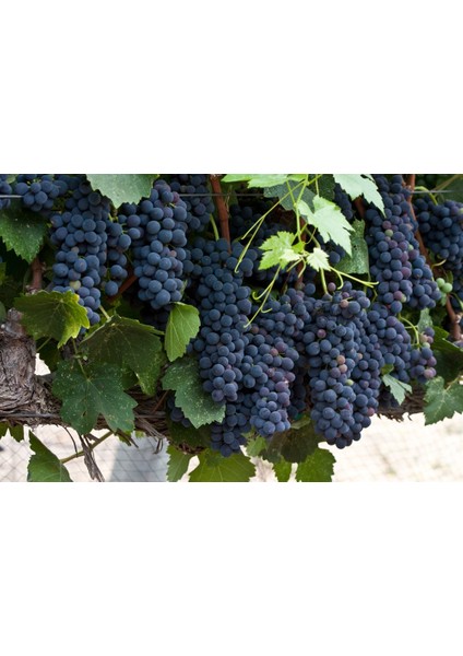 Şiraz ( Shiraz Syrah ) Üzüm Fidanı