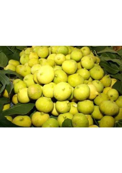 Bursa Beyazı Incir Fidanı