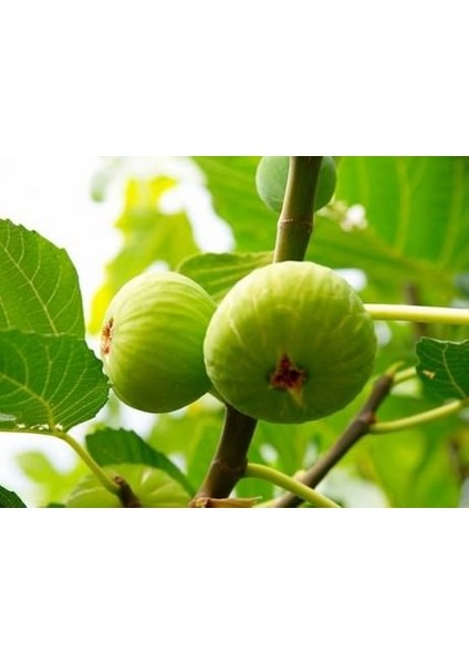 Bursa Beyazı Incir Fidanı fiyatları