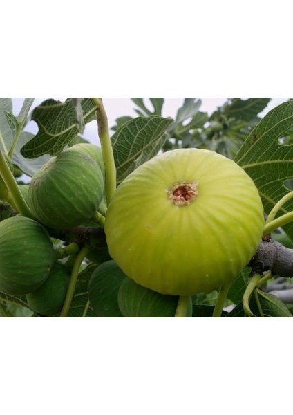 Bursa Beyazı Incir Fidanı modelleri