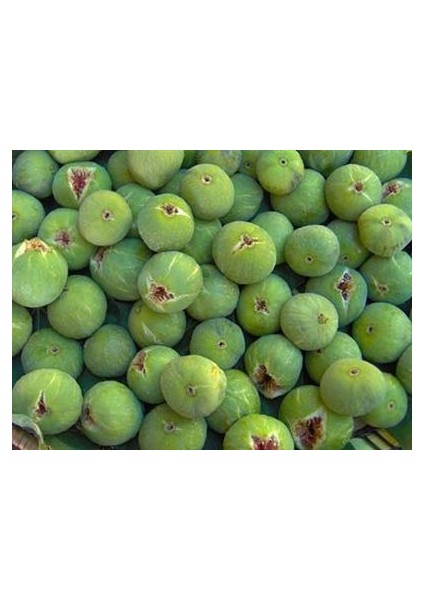 Bursa Beyazı Incir Fidanı fırsatları