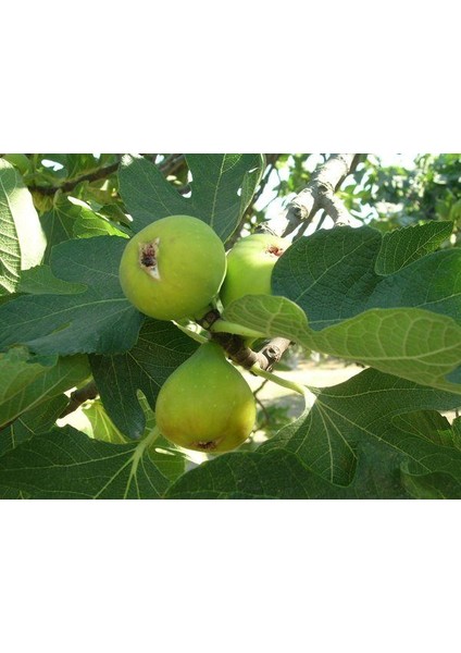 Bursa Beyazı Incir Fidanı indirimleri