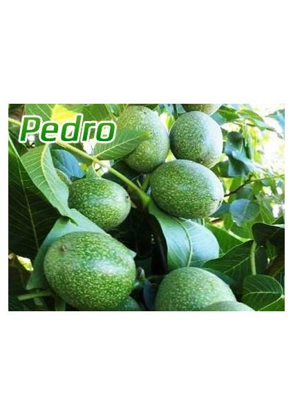 Ceviz Fidanı (Pedro) 2.boy