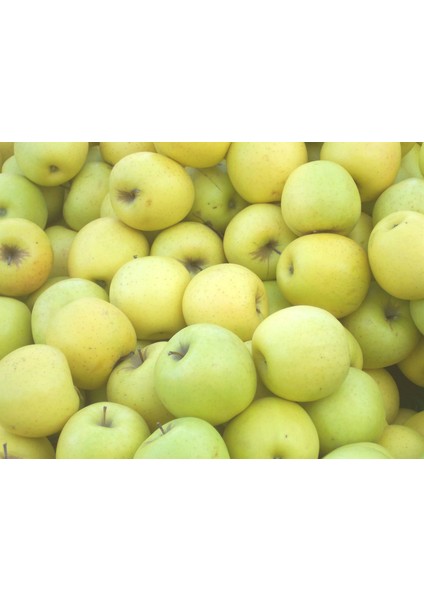 Bursatarım Golden Delicious Elma Fidanı