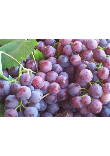 Cardinal Üzüm Fidanı ( Erkenci Kırmızı )