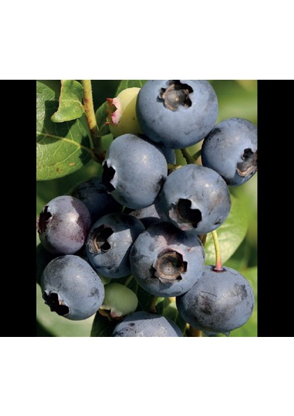 Elizabeth Yaban Mersini Fidanı ( Likapa - Mavi Yemiş ) Blueberry