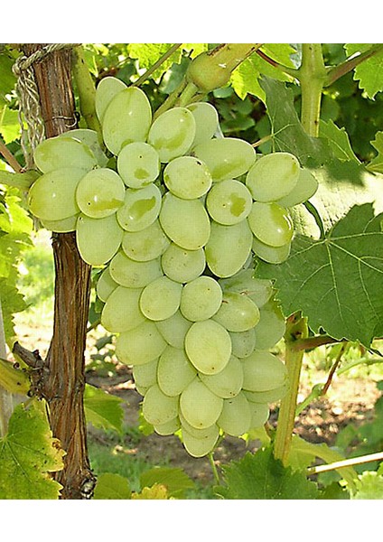 Superior Seedless Üzüm Fidanı
