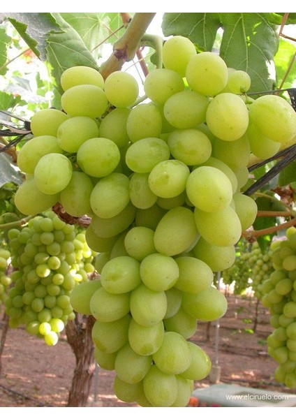 Superior Seedless Üzüm Fidanı fiyatları