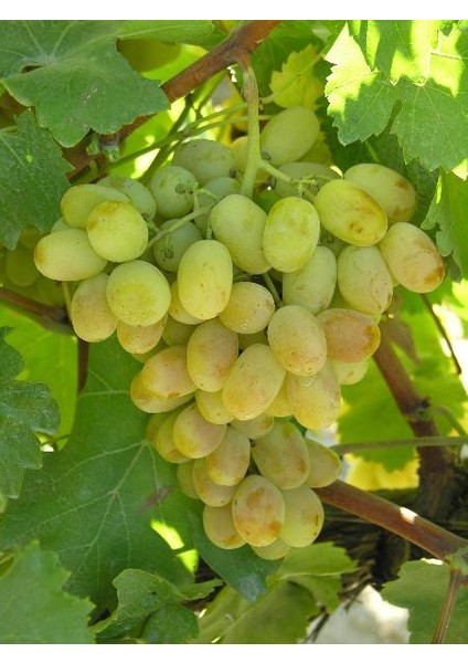 Superior Seedless Üzüm Fidanı modelleri