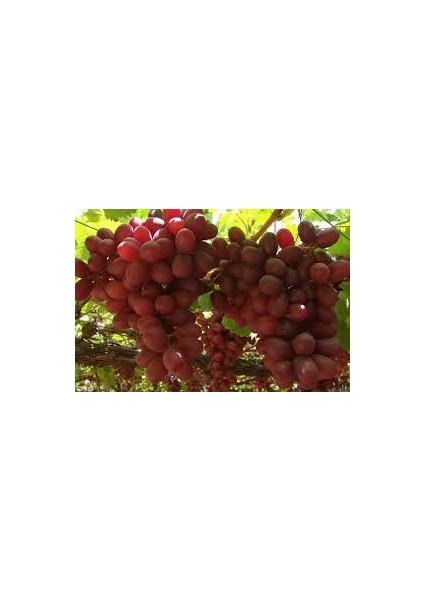 Bursa Tarım Crimson Seedless Üzüm Fidanı