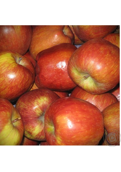 Bursatarım Red Chief Elma Fidanı