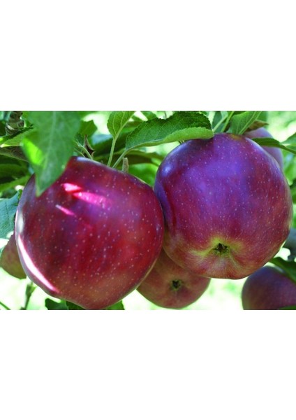 Bursatarım Red Chief Elma Fidanı fiyatları