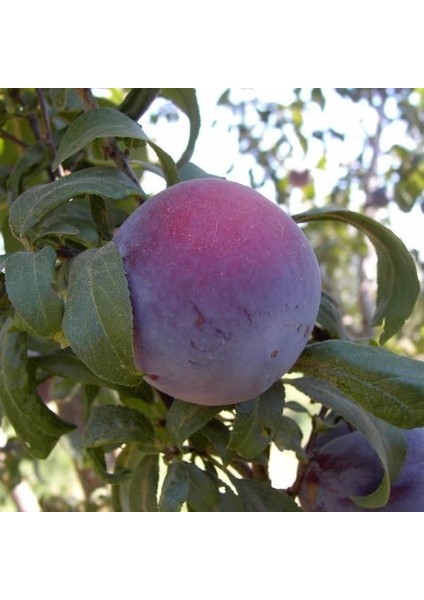Bursatarım Angeleno ( Japon) Erik Fidanı