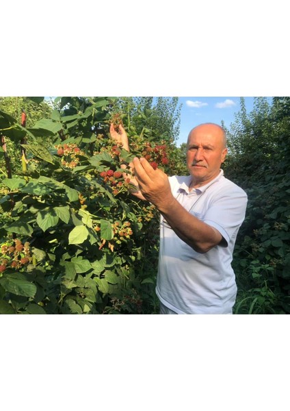 Jumbo Böğürtlen Fidanı