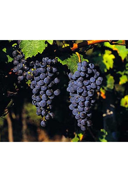 Cabernet Sauvignon Üzüm Fidanı