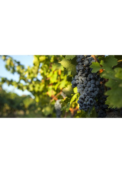 Cabernet Sauvignon Üzüm Fidanı