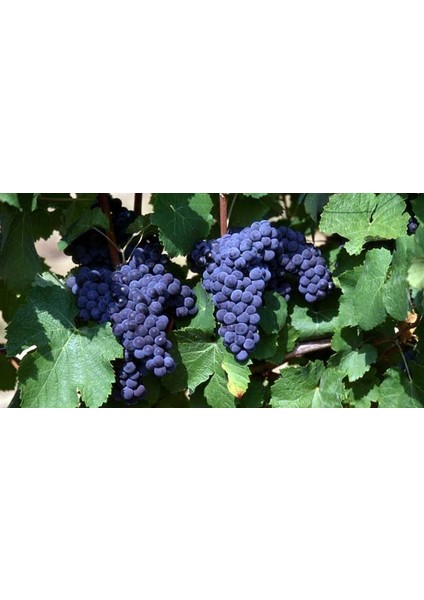 Cabernet Sauvignon Üzüm Fidanı