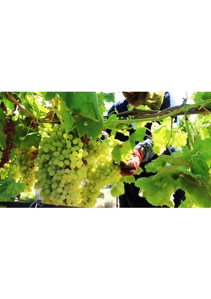 Hafız Ali Üzümü Fidanı