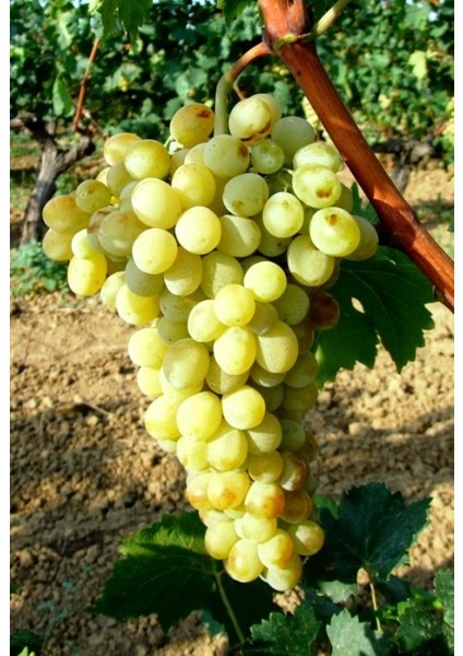 Hafız Ali Üzümü Fidanı fiyatları