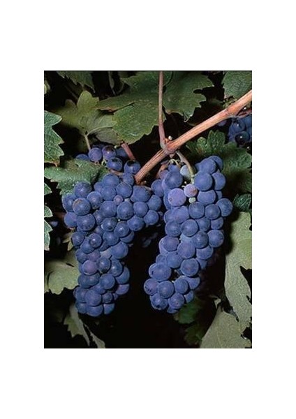 Royal Üzüm Fidanı