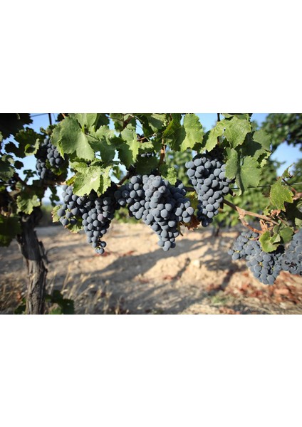 Royal Üzüm Fidanı fiyatları