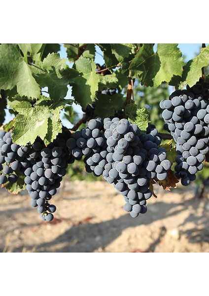 Royal Üzüm Fidanı modelleri