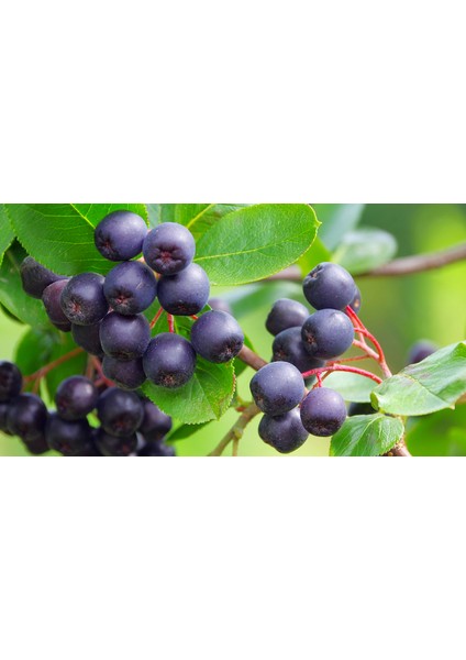 Bursa Tarım Aronia ( Aronya) Fidanı