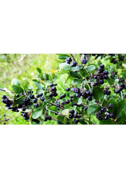 Bursa Tarım Aronia ( Aronya) Fidanı