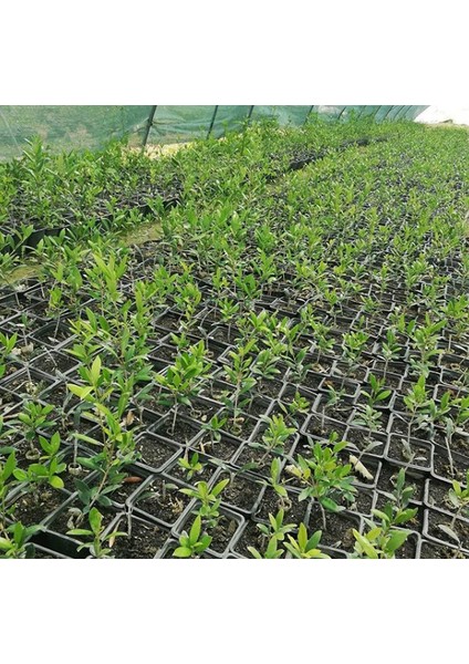 Net Tarım 6 Adet Ispanyol Arbequina Bodur Zeytin Fidanı 1 Yaşlı 30-60 cm