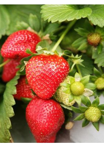 Net Tarım 100 Adet Rubygem Açık Köklü Frigo Yediveren Çilek Fidan Fidesi