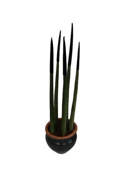 Armenbotanik Dekoratif Saksıda Siyah Renk Sanseveria Cylindrica
