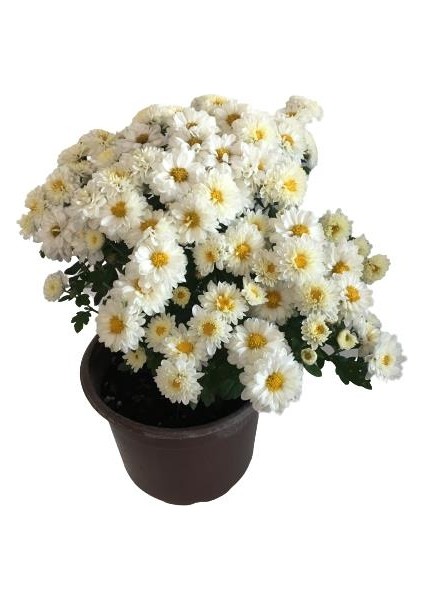 Armenbotanik Saksıda Kasımpatı 2 Adet (Beyaz Renk)