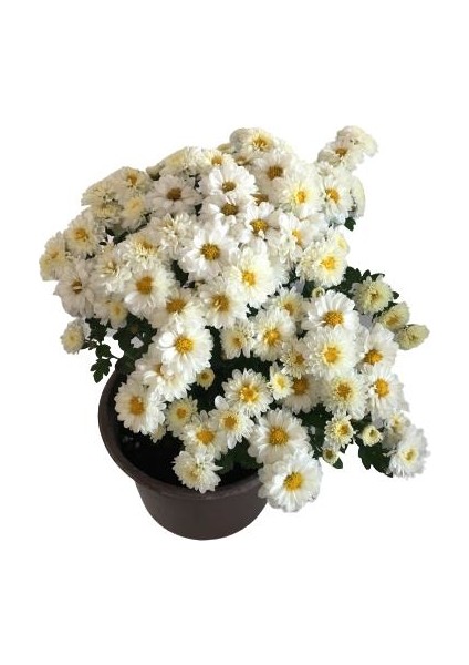 Armenbotanik Saksıda Kasımpatı 2 Adet (Beyaz Renk) fiyatları