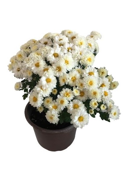 Armenbotanik Saksıda Kasımpatı 2 Adet (Beyaz Renk) modelleri