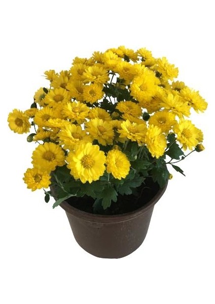 Armenbotanik Saksıda Kasımpatı 2 Adet (Sarı Renk)