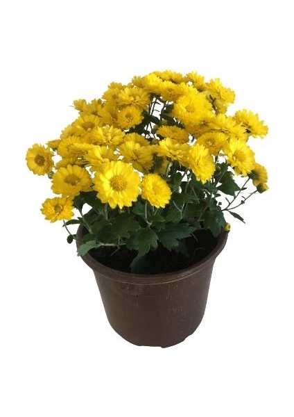 Armenbotanik Saksıda Kasımpatı 2 Adet (Sarı Renk) fiyatları