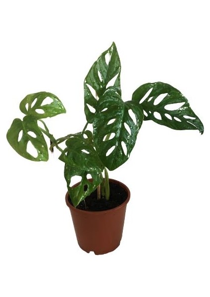 Armenbotanik Monstera Adansonii-Monkey Mask-Ithal -50-55 cm