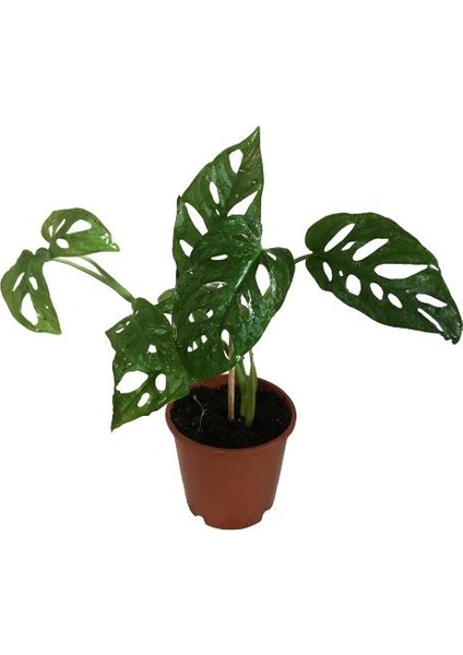 Armenbotanik Monstera Adansonii-Monkey Mask-Ithal -50-55 cm fiyatları