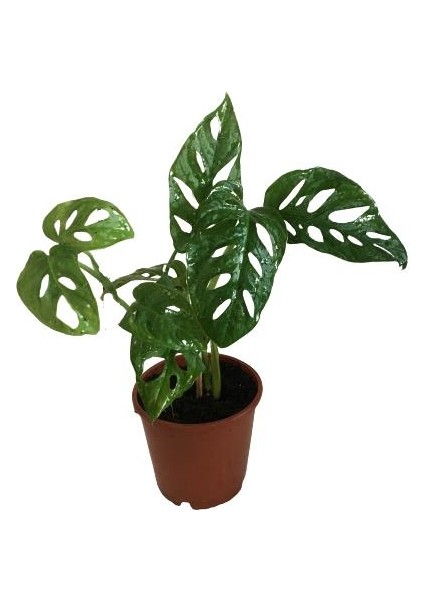 Armenbotanik Monstera Adansonii-Monkey Mask-Ithal -50-55 cm modelleri
