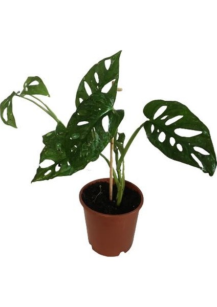 Armenbotanik Monstera Adansonii-Monkey Mask-Ithal -50-55 cm fırsatları