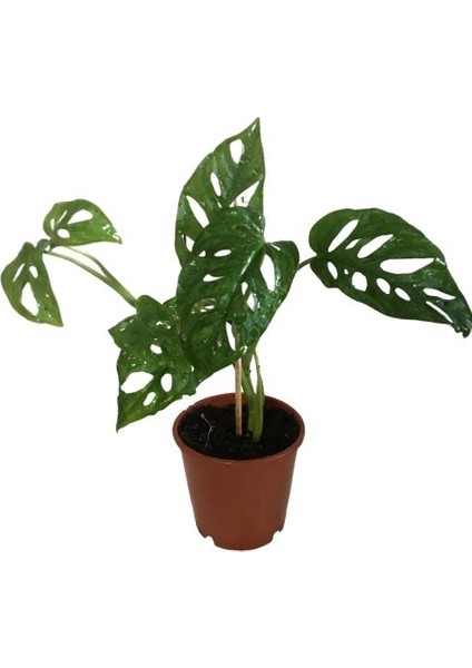 Armenbotanik Monstera Adansonii-Monkey Mask-Ithal -50-55 cm indirimleri